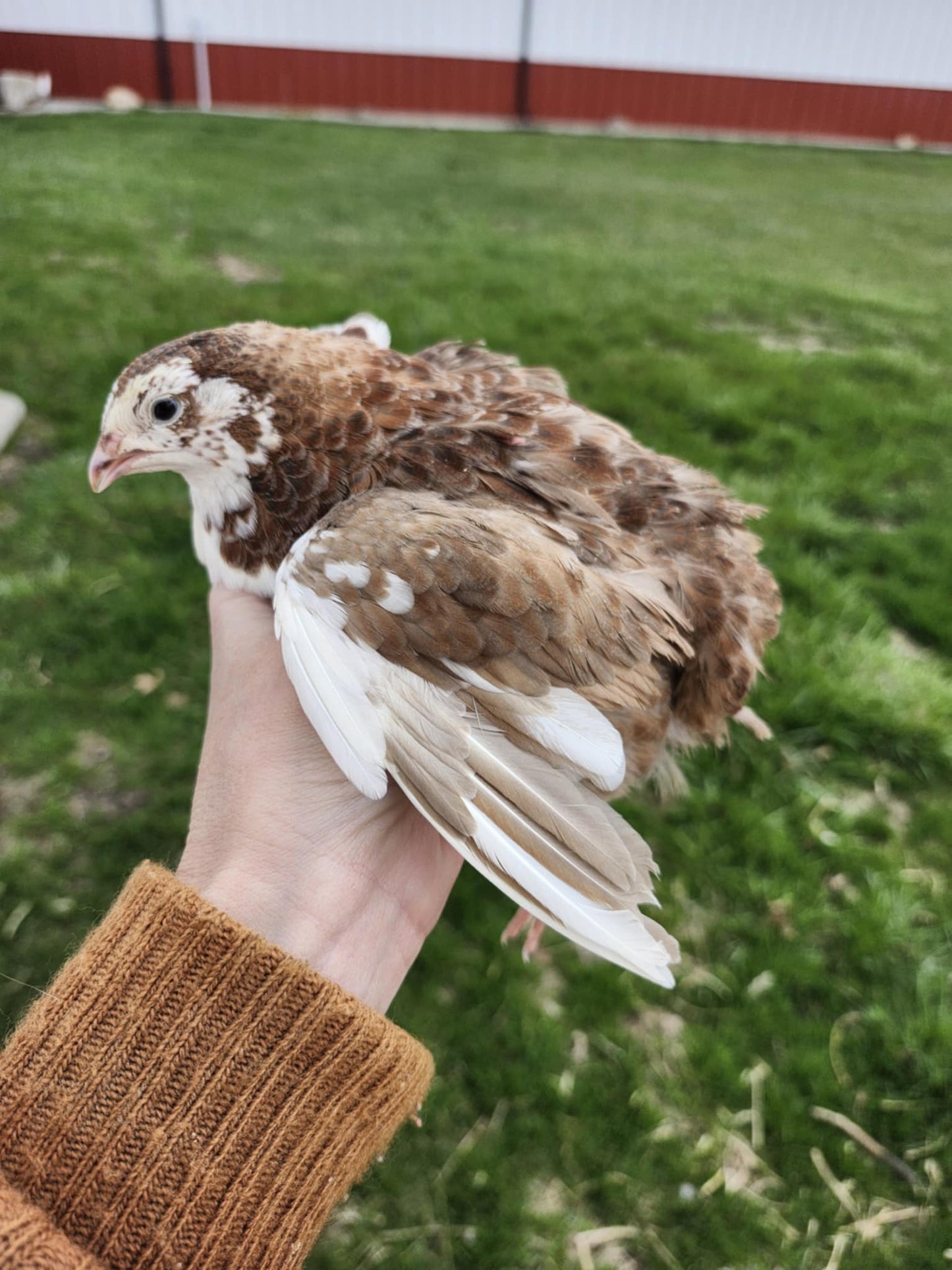 Celadon 'True Blue' Coturnix Quail Hatching Eggs - 18 Count
