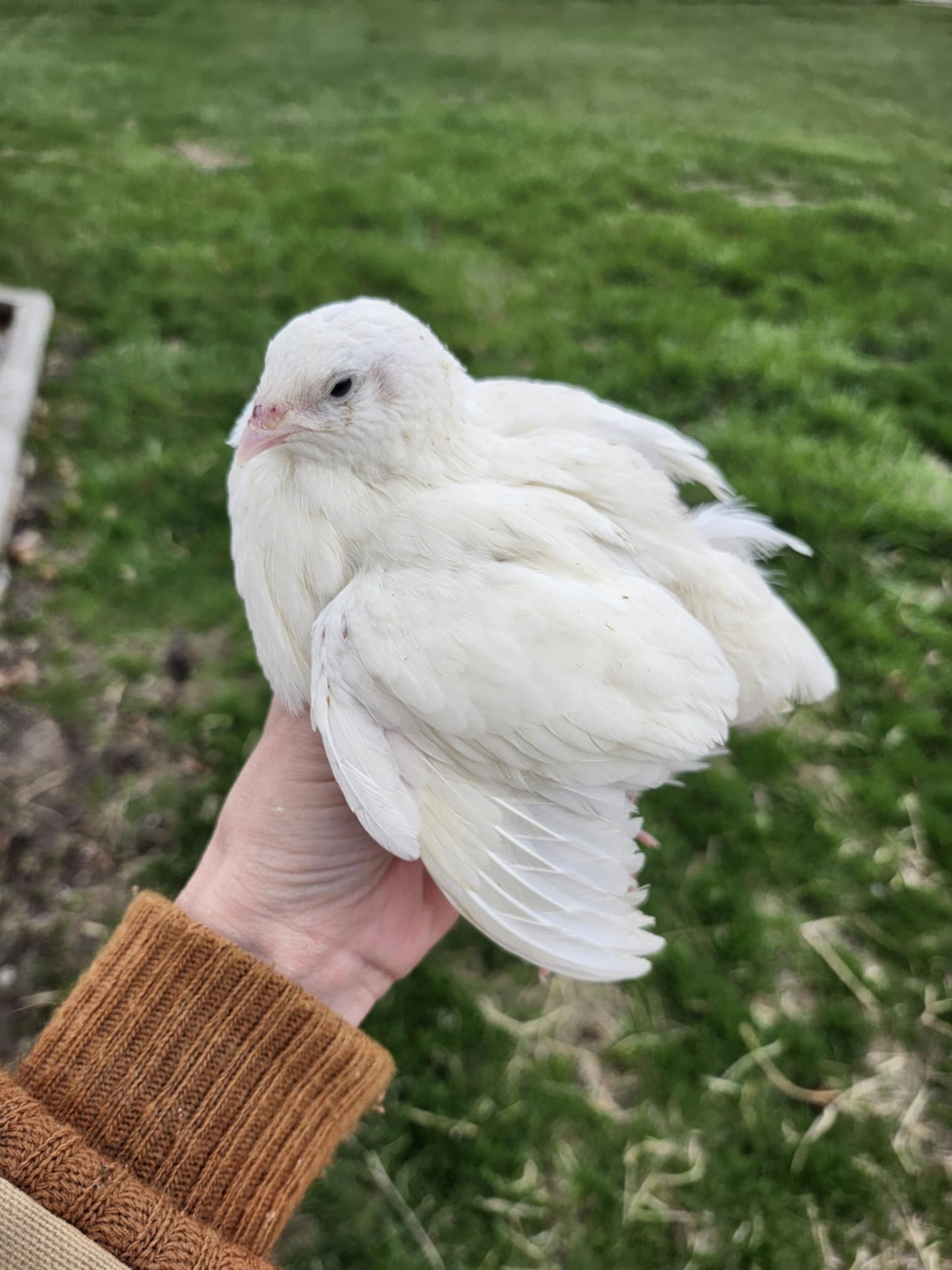 Celadon 'True Blue' Coturnix Quail Hatching Eggs - 18 Count