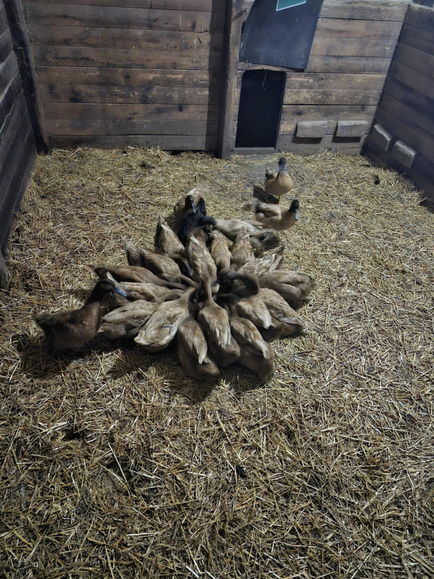 Khaki Campbell Duck