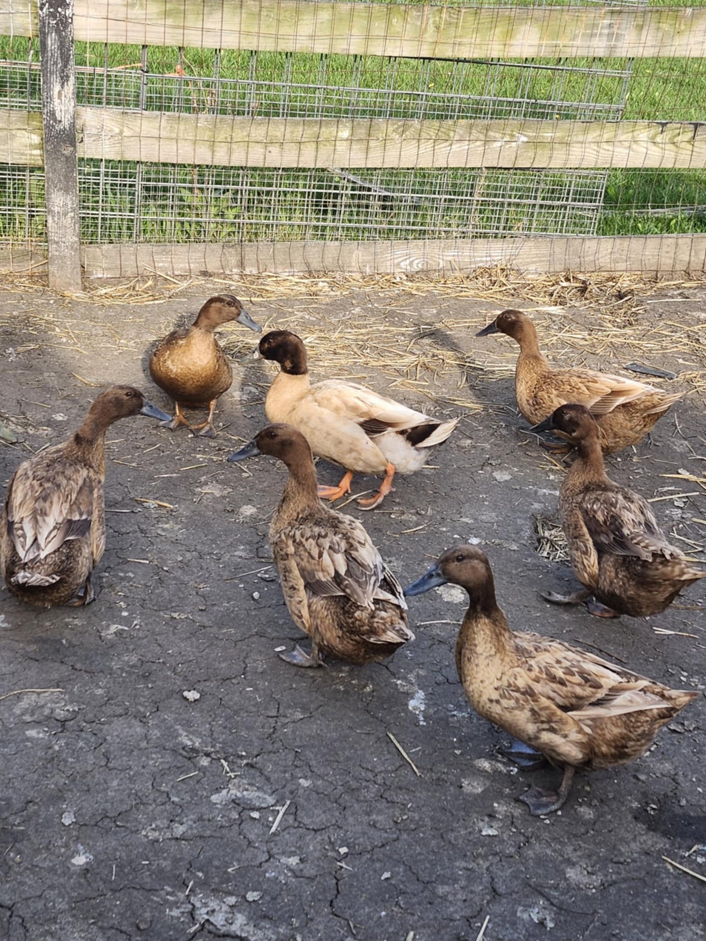 Khaki Campbell Duck