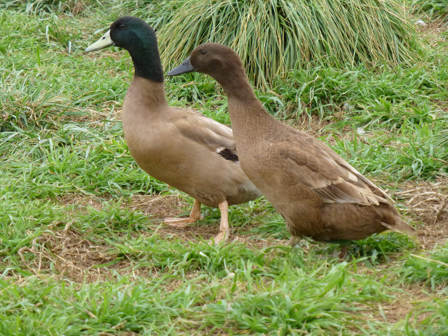 Khaki Campbell Duck