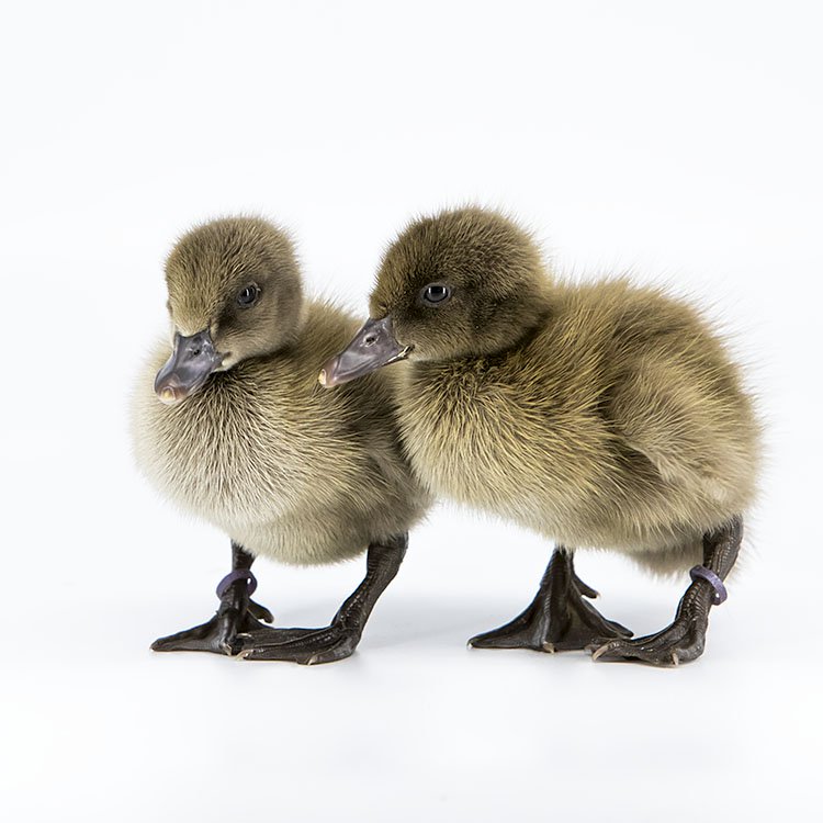 Khaki Campbell Duck
