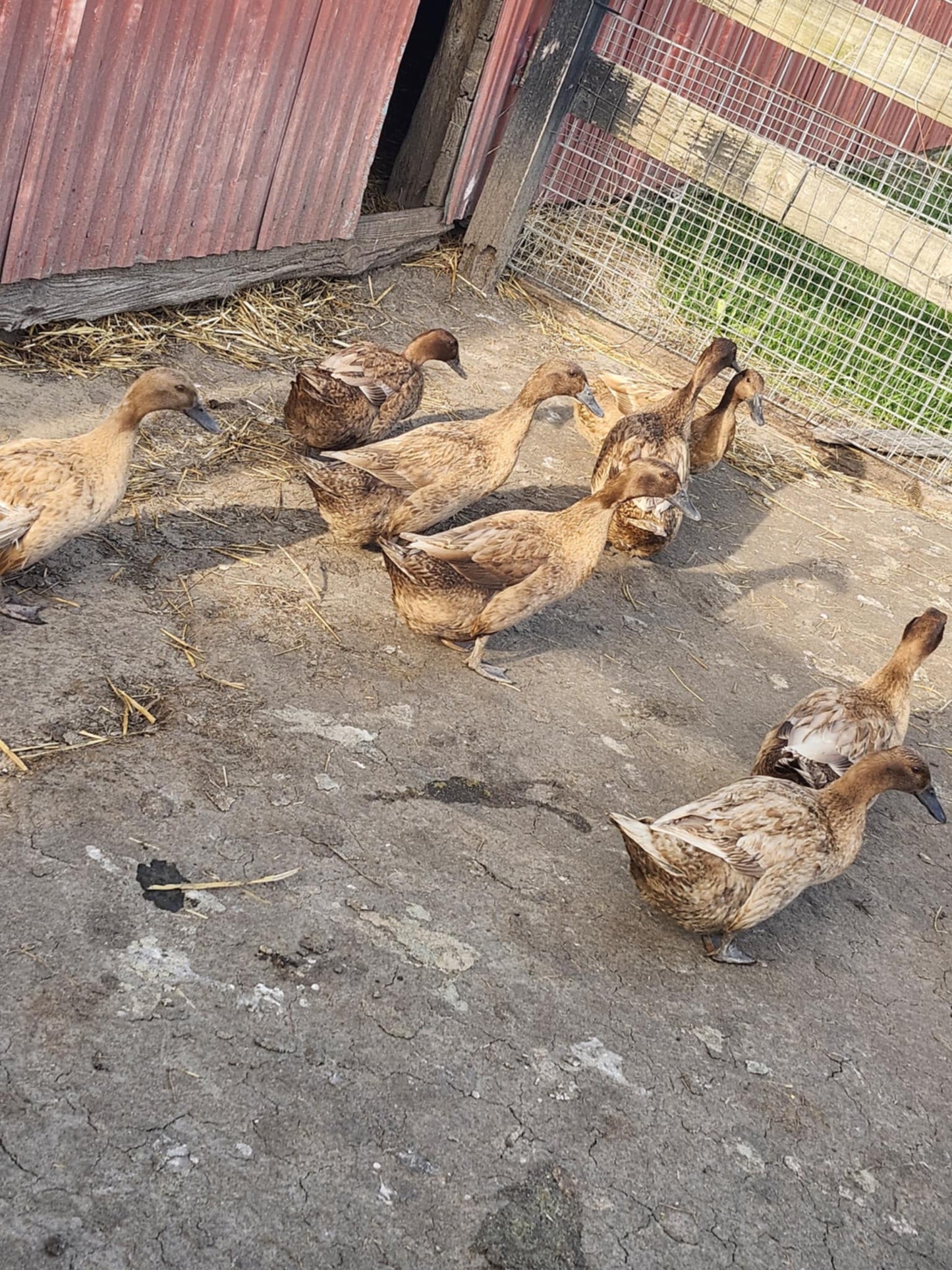 Khaki Campbell Duck