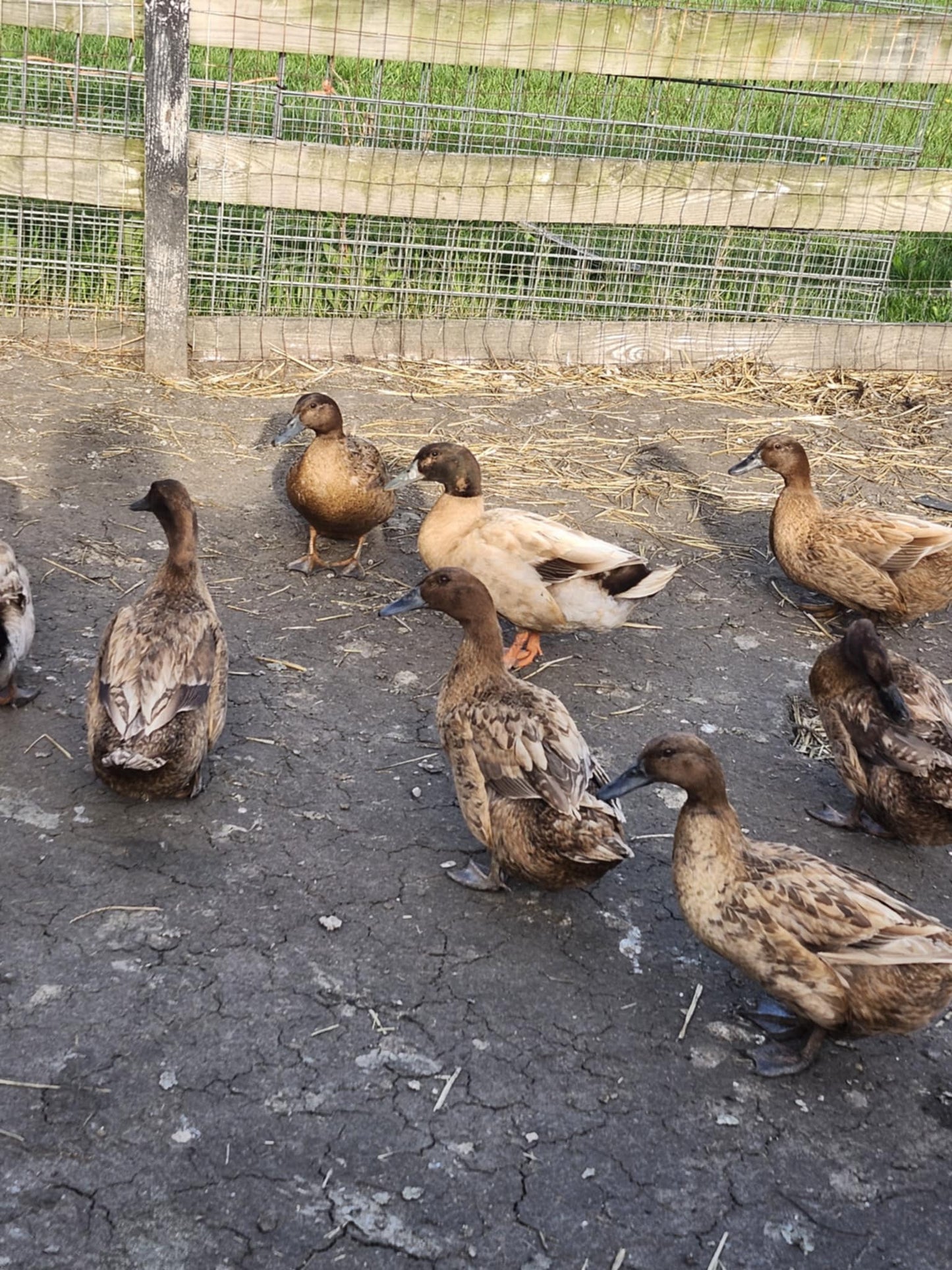 Khaki Campbell Duck