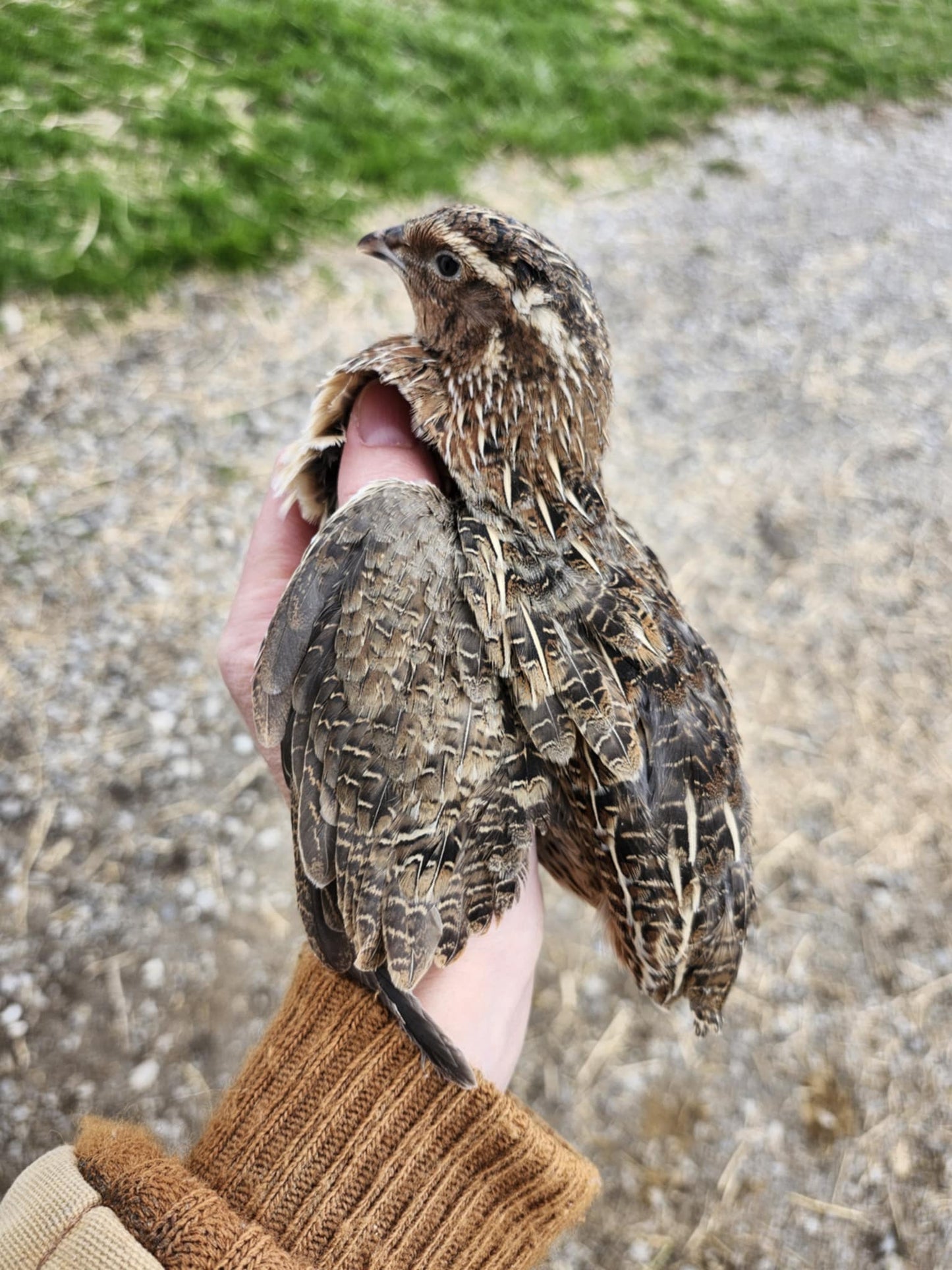 Celadon 'True Blue' Coturnix Quail Hatching Eggs - 18 Count