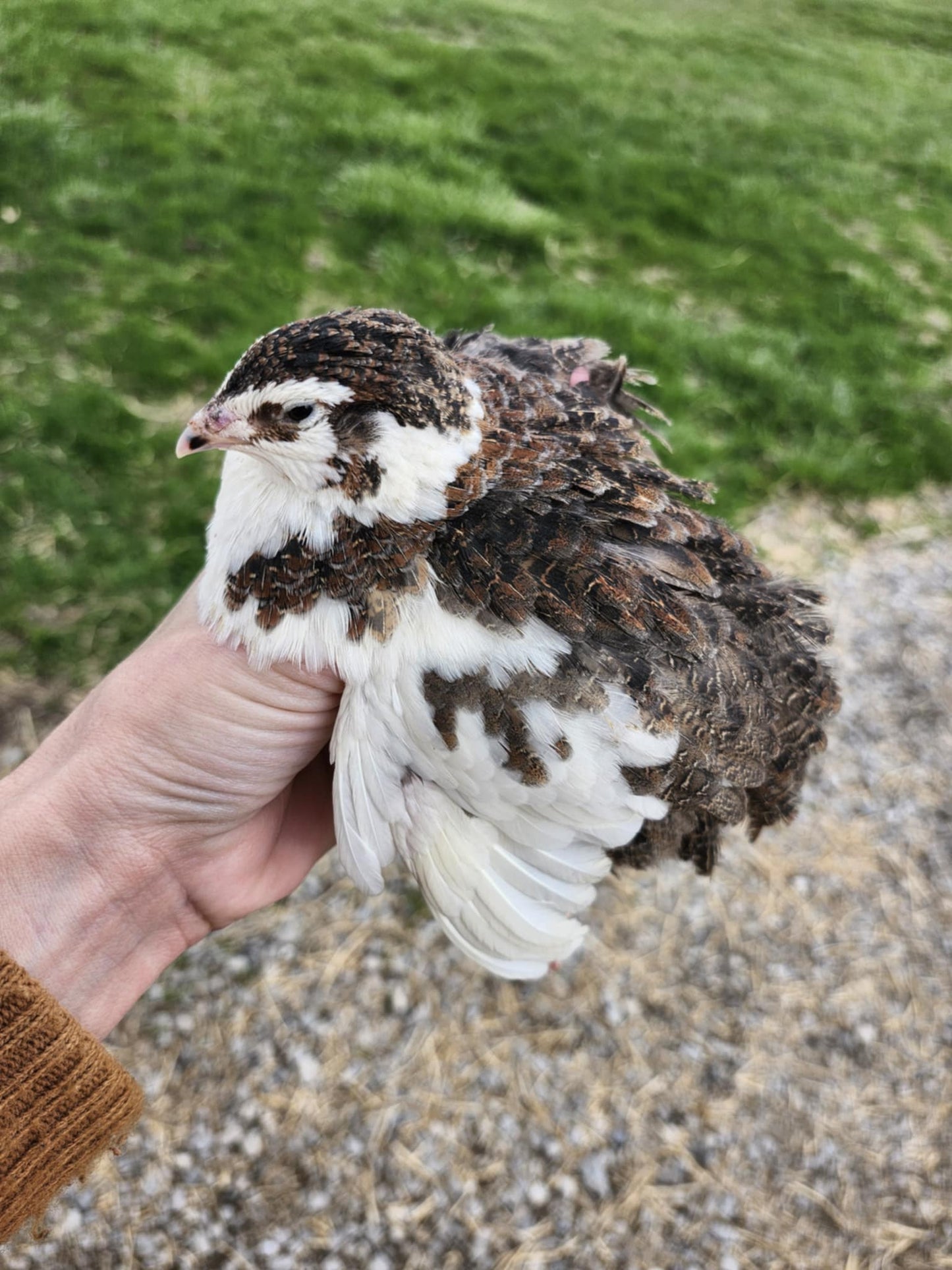 Celadon 'True Blue' Coturnix Quail Hatching Eggs - 18 Count