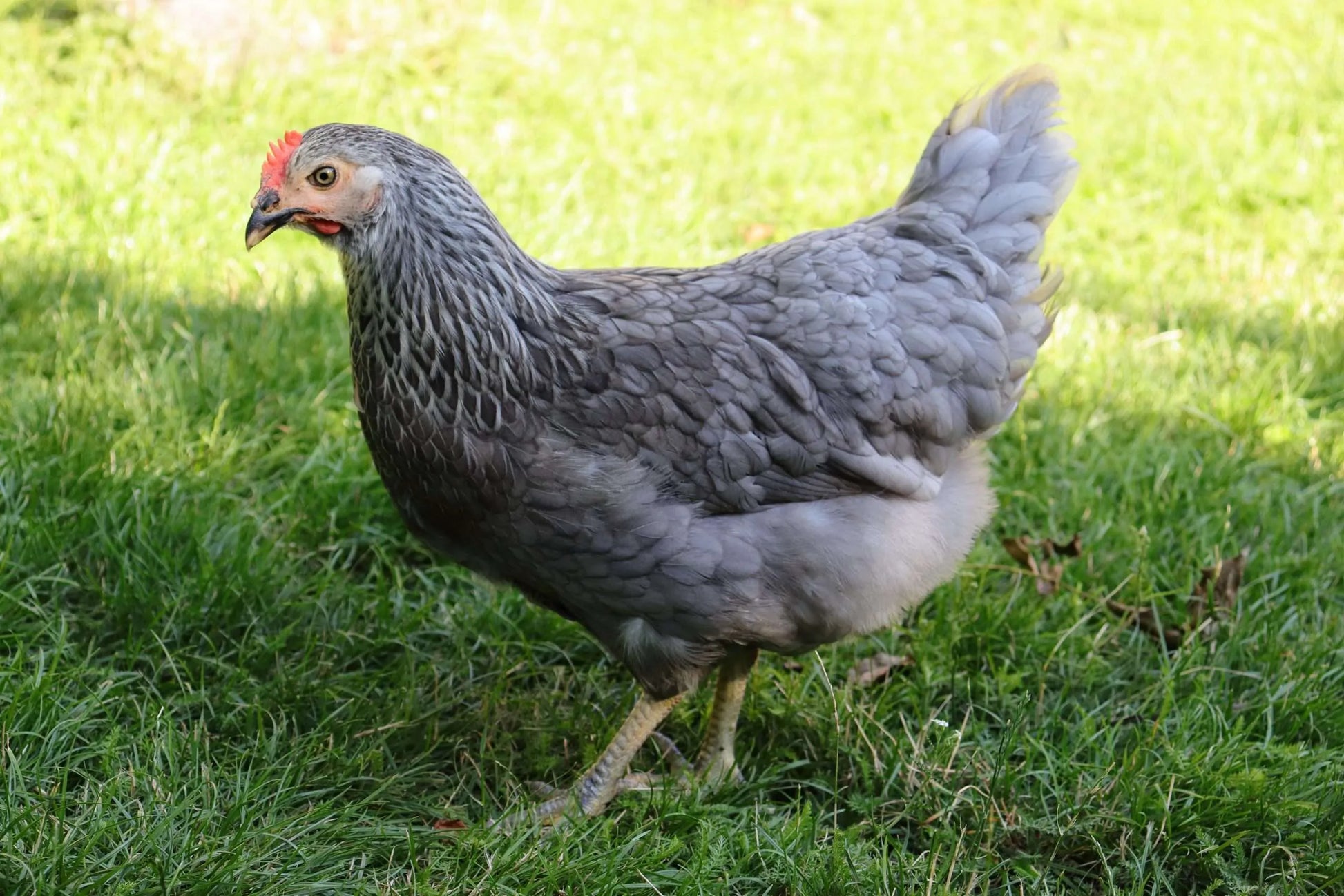 Olive Egger Day Old Chicks – Horizons HomeStead