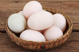 Khaki Campbell Duck Hatching Eggs - 14 Count