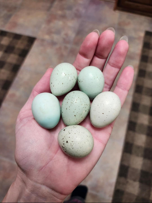 Celadon 'True Blue' Coturnix Quail Hatching Eggs - 18 Count